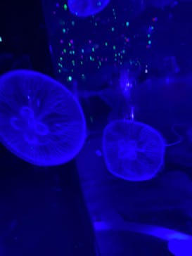 マクセル アクアパーク品川に投稿された画像（2021/9/24）