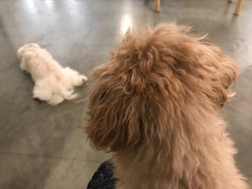 Moff アニマル カフェ イーアス 高尾店に投稿された画像（2021/9/24）