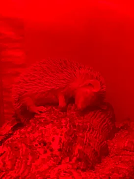 天王寺動物園に投稿された画像（2021/9/24）