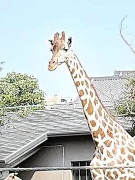 天王寺動物園に投稿された画像（2021/9/24）