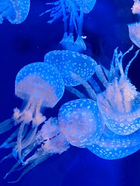 名古屋港水族館に投稿された画像（2021/9/24）