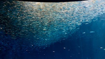 名古屋港水族館に投稿された画像（2021/9/24）