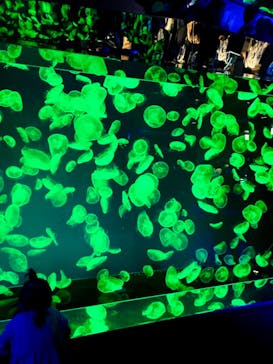 名古屋港水族館に投稿された画像（2021/9/24）