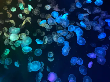 すみだ水族館に投稿された画像（2021/9/24）