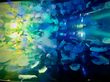 すみだ水族館に投稿された画像（2021/9/24）