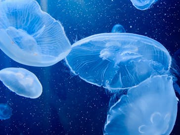 サンシャイン水族館に投稿された画像（2021/9/24）