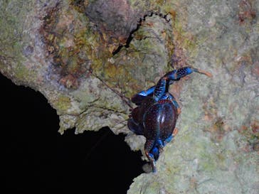 石垣島 ADVENTURE PiPi（イシガキジマアドベンチャーピピ）に投稿された画像（2021/9/24）