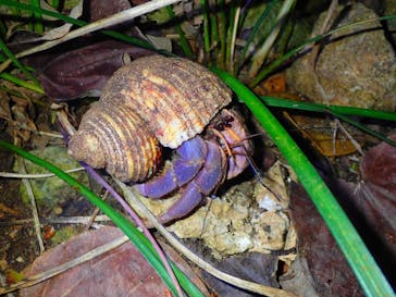 石垣島 ADVENTURE PiPi（イシガキジマアドベンチャーピピ）に投稿された画像（2021/9/24）