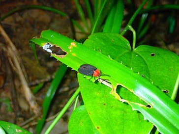 石垣島 ADVENTURE PiPi（イシガキジマアドベンチャーピピ）に投稿された画像（2021/9/24）