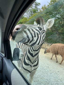 東北サファリパークに投稿された画像（2021/9/25）