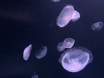 サンシャイン水族館に投稿された画像（2021/9/25）