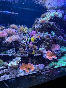 マクセル アクアパーク品川に投稿された画像（2021/9/25）