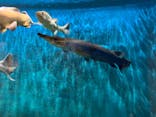島根県立 しまね海洋館に投稿された画像（2021/9/25）