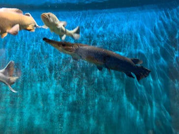 島根県立 しまね海洋館に投稿された画像（2021/9/25）