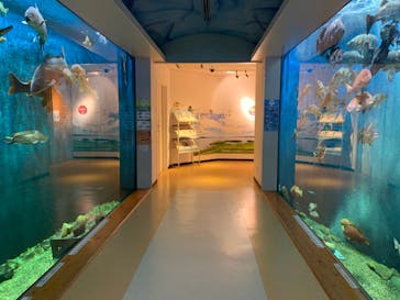 島根県立 しまね海洋館に投稿された画像（2021/9/25）