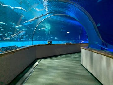 島根県立 しまね海洋館に投稿された画像（2021/9/25）