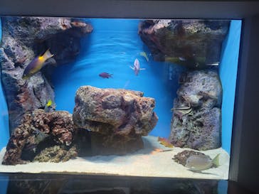 島根県立 しまね海洋館に投稿された画像（2021/9/25）