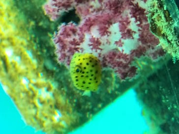 串本海中公園水族館に投稿された画像（2021/9/25）