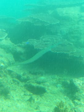 串本海中公園水族館に投稿された画像（2021/9/25）