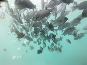 串本海中公園水族館に投稿された画像（2021/9/25）