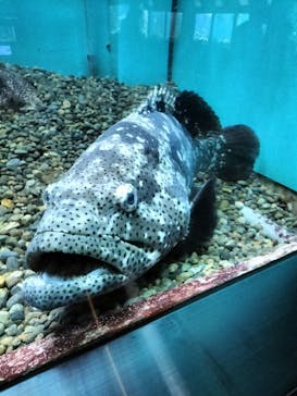 串本海中公園水族館に投稿された画像（2021/9/25）