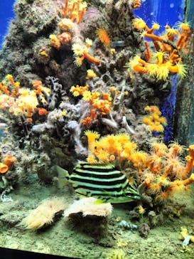 串本海中公園水族館に投稿された画像（2021/9/25）