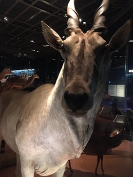 国立科学博物館に投稿された画像（2021/9/25）