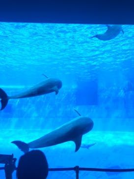 名古屋港水族館に投稿された画像（2021/9/25）