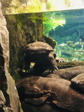 京都水族館に投稿された画像（2021/9/25）