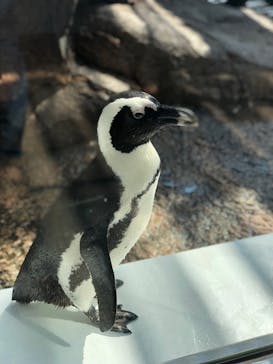京都水族館に投稿された画像（2021/9/25）