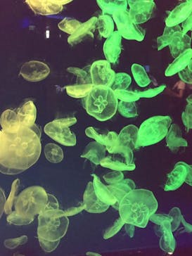 名古屋港水族館に投稿された画像（2021/9/25）