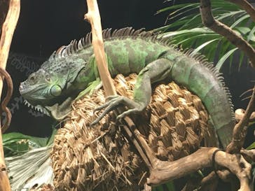 カワスイ 川崎⽔族館に投稿された画像（2021/9/25）