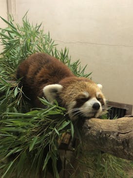 群馬サファリパークに投稿された画像（2021/9/25）