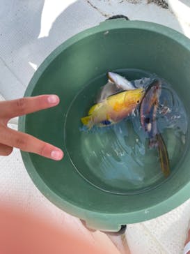 沖縄海うさぎ・海あしびに投稿された画像（2021/9/25）