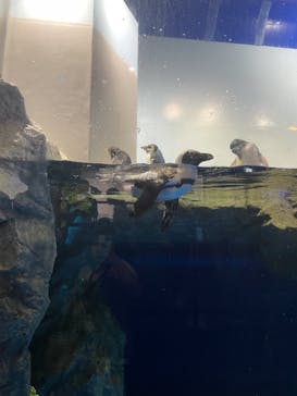 マクセル アクアパーク品川に投稿された画像（2021/9/25）