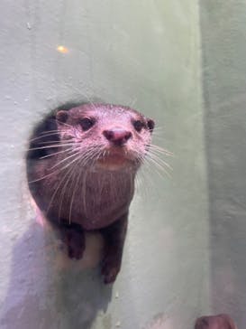 マクセル アクアパーク品川に投稿された画像（2021/9/25）