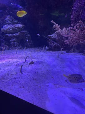 マクセル アクアパーク品川に投稿された画像（2021/9/25）