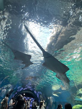 マクセル アクアパーク品川に投稿された画像（2021/9/25）