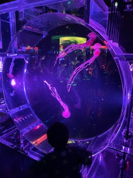 マクセル アクアパーク品川に投稿された画像（2021/9/25）