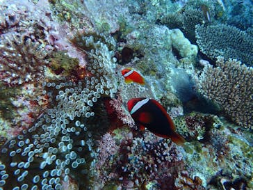 南ぬ島DIVESITEに投稿された画像（2021/9/25）