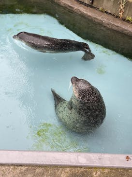 旭川市旭山動物園に投稿された画像（2021/9/25）