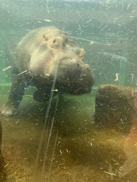 旭川市旭山動物園に投稿された画像（2021/9/25）