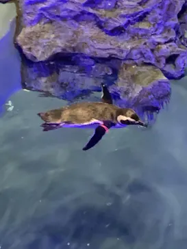 すみだ水族館に投稿された画像（2021/9/25）