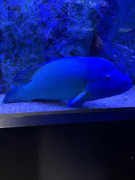 すみだ水族館に投稿された画像（2021/9/25）