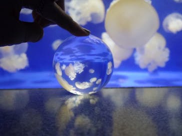 新江ノ島水族館に投稿された画像（2021/9/25）