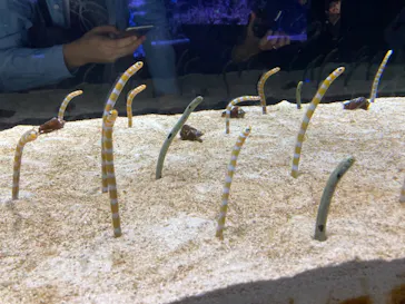 すみだ水族館に投稿された画像（2021/9/25）