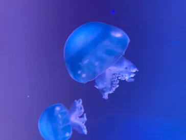 すみだ水族館に投稿された画像（2021/9/25）