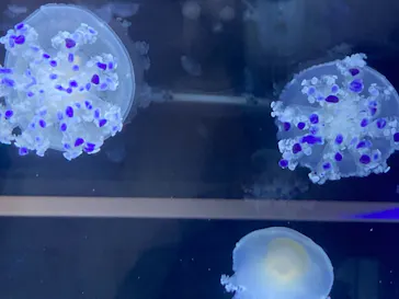 すみだ水族館に投稿された画像（2021/9/25）