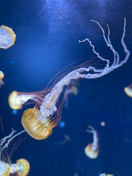 新江ノ島水族館に投稿された画像（2021/9/25）