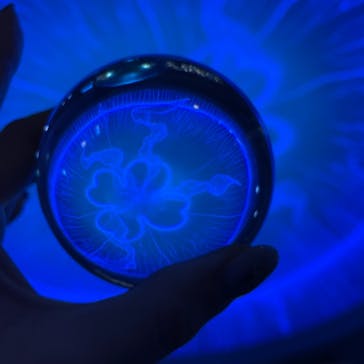 新江ノ島水族館に投稿された画像（2021/9/25）